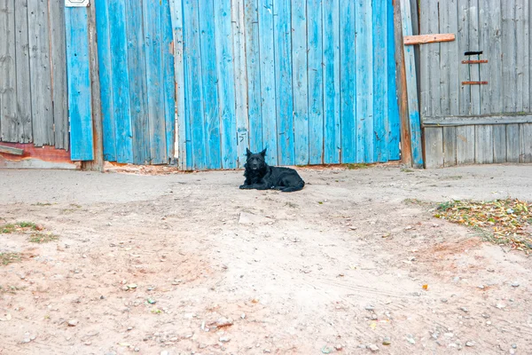 Black dog resting against blue fence — Stock Photo, Image