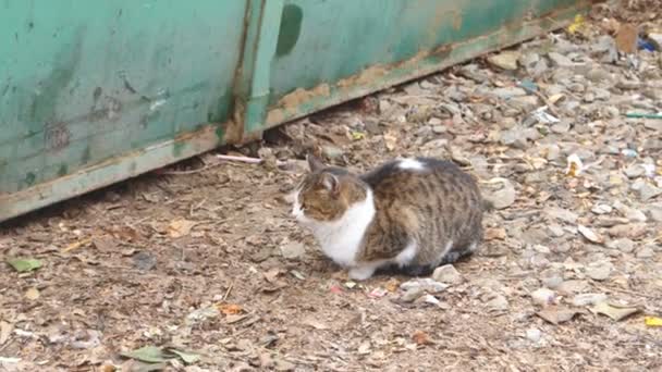 Cat sitting on gravel near metal fence — Stock Video