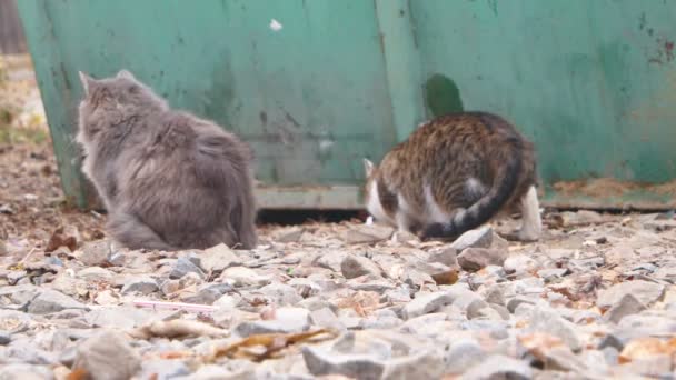 Två feral katt nära metal stängsel — Stockvideo