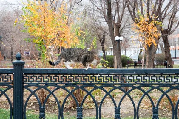 Dojrzałe kota chodzenia na ogrodzenia metalowe — Zdjęcie stockowe
