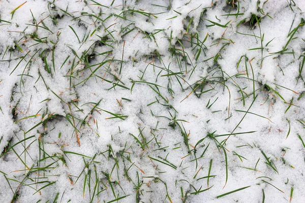 Hierba fresca cubierta de nieve desde arriba — Foto de Stock
