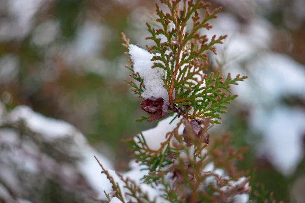 Albero sempreverde di abete ricoperto di neve immagine tonica — Foto Stock