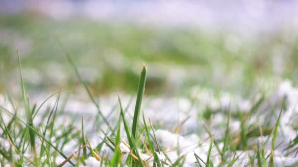 Zelené trávy pokryté sněhem z zaměření — Stock video