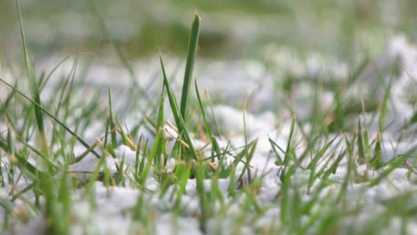 Groen gras bedekt met sneeuw — Stockvideo
