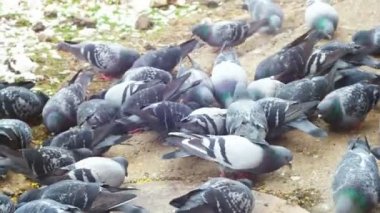 Güvercinler yeme. Şehir sokak üzerinde yemek güvercinler ekmek