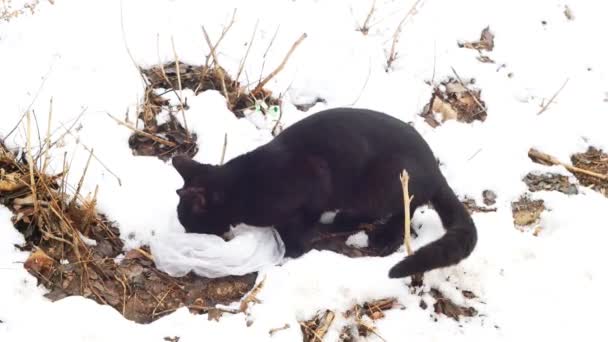 Gato Feral Negro comiendo en la nieve fresca — Vídeo de stock