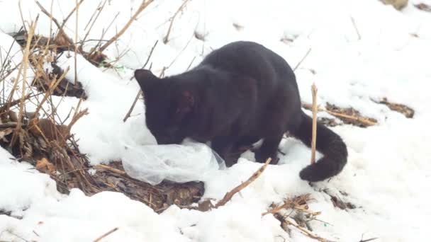 Молодая черная кошка ест на снегу . — стоковое видео