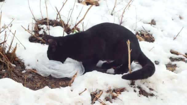 Красивая кошка в снегу ест — стоковое видео