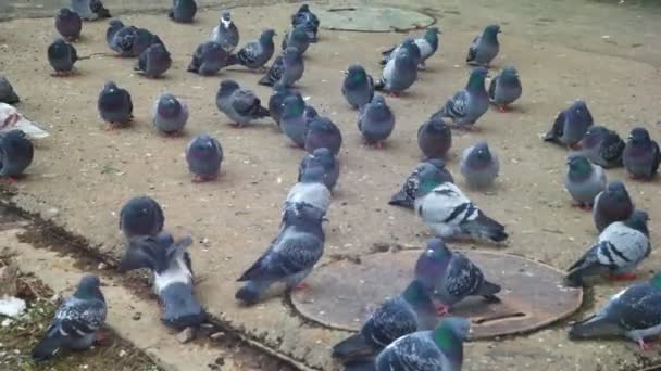 Pigeons. Pigeons eating bread on city street — Stock Video