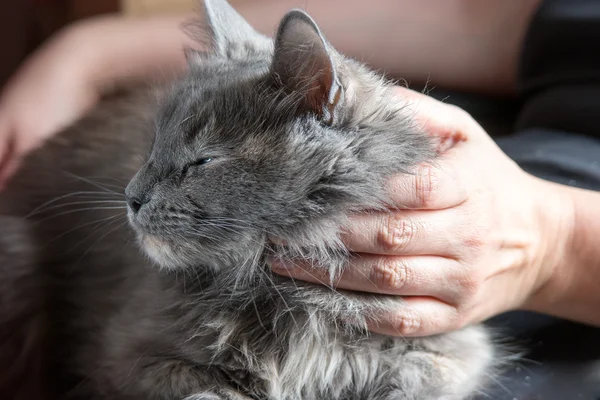 Mãos de mulher jovem no gato cinza, tonificação retro, tiro colorido — Fotografia de Stock