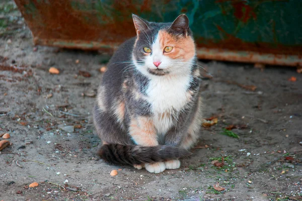 Stray cat portrait sitting on ground looking at camera — Stock Photo, Image