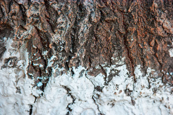 Textura javorový kmen stromu — Stock fotografie