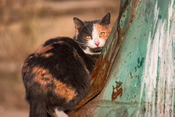 Tre colori gatto selvatico è seduto sul cassonetto della spazzatura e guardando la fotocamera — Foto Stock