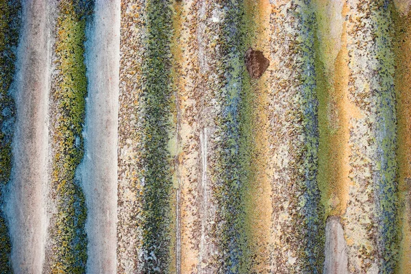 Hoja de pizarra vieja cubierta con Lichen —  Fotos de Stock