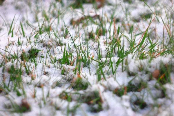 春の新鮮な緑の草は雪で覆われています。3 月または 4 月の霜。浅い自由度、選択と集中、かなりボケ。低角. — ストック写真