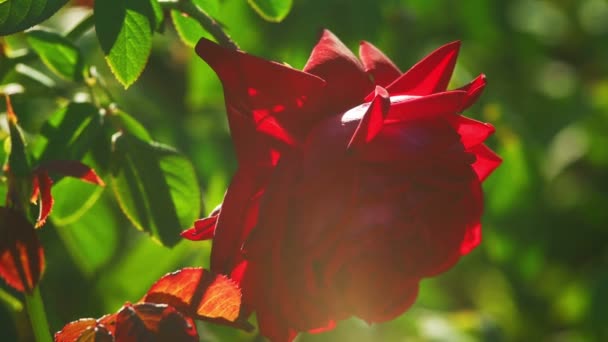 Red rose in the garden backlit — Stock Video