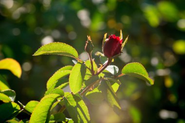 Küçük gül tomurcuk içinde bulanık Bahçe, film renk taklidi