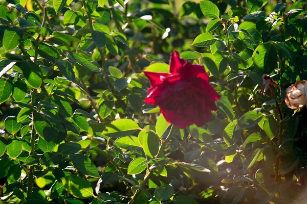 Red rose blurred toned film color imitation — Stock Photo, Image