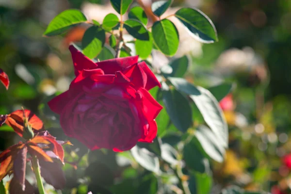 Rudá růže v zahradní podsvícení, starý film imitace měkké ostrost — Stock fotografie