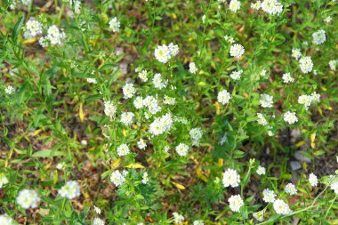 Doğa yeşil çimen ve çiçeklerle tarlada, sığ nokta