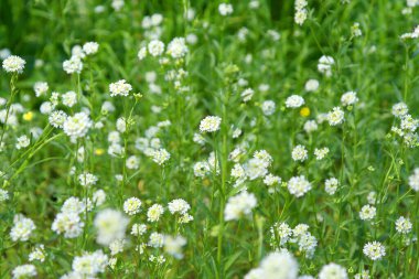 Doğa yeşil çimen ve çiçeklerle tarlada, sığ nokta