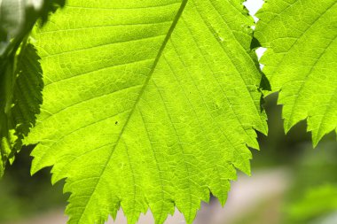 desen yeşil yapraklar, soyut arkaplan, sığ dof