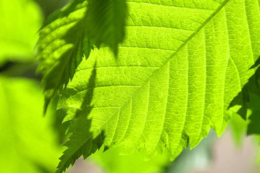 desen yeşil yapraklar, soyut arkaplan, sığ dof