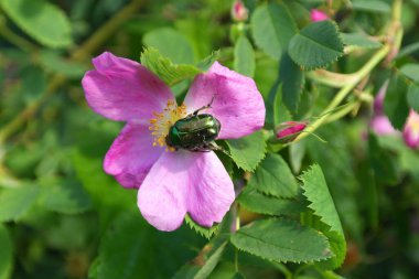 Yeşil arka planda çiçek açan güzel Beatles, sığ nokta