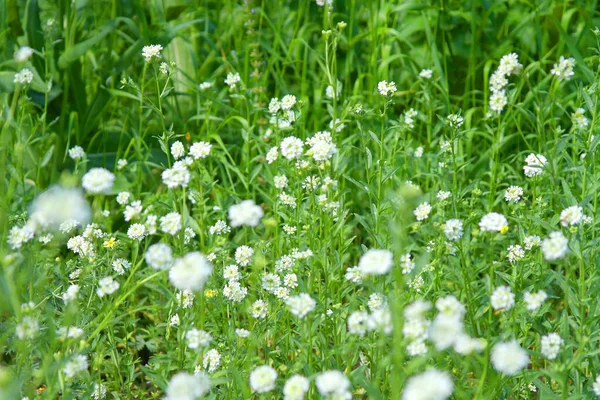 Textura Natureza Campo Com Grama Verde Flores Dof Rasa — Fotografia de Stock