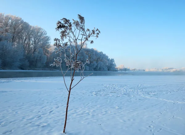 Vinterlandskap Med Ensamt Träd Och Flod Och Träd Frost Täcker — Stockfoto