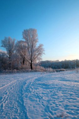 winter landscape in park wit trees                               