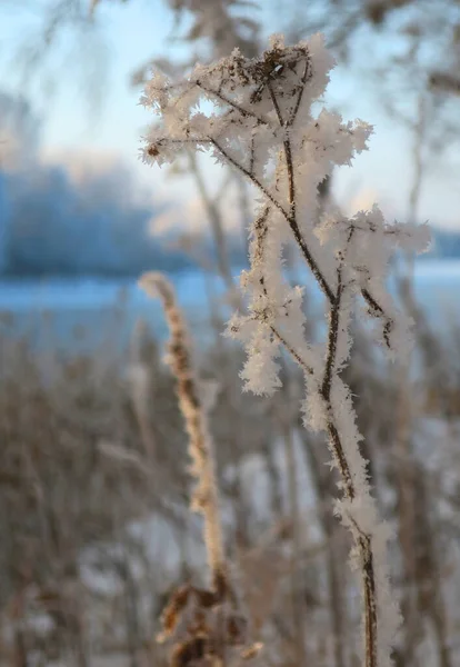 Twig Frost Cover Shallow Dof — Stockfoto