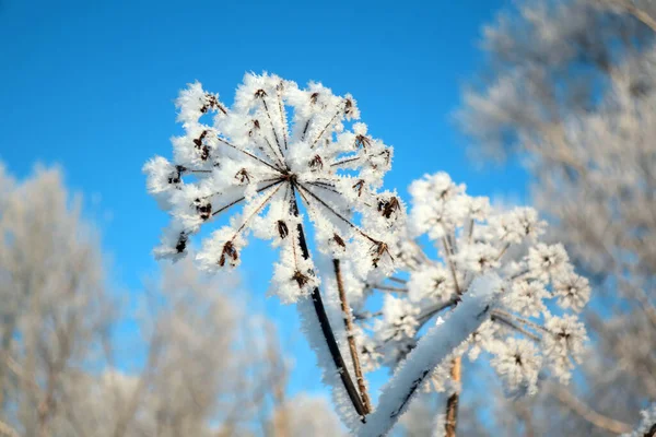 Twig Frost Cover Shallow Dof — Zdjęcie stockowe