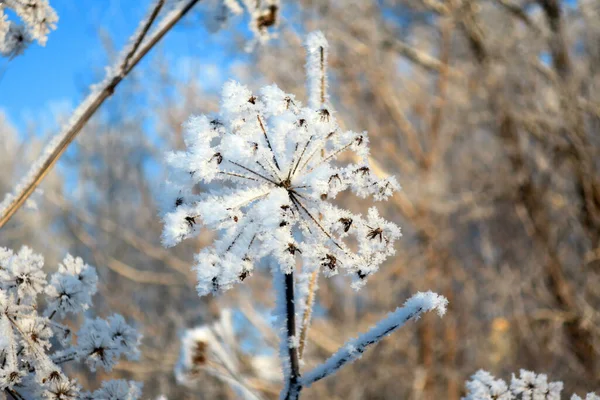 Twig Frost Cover Shallow Dof — 图库照片