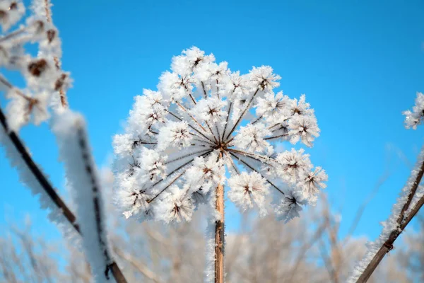 Twig Frost Cover Shallow Dof — 图库照片