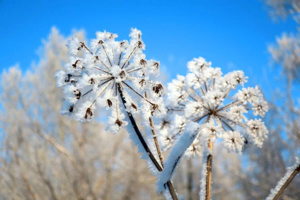 Twig Frost Cover Shallow Dof — Photo