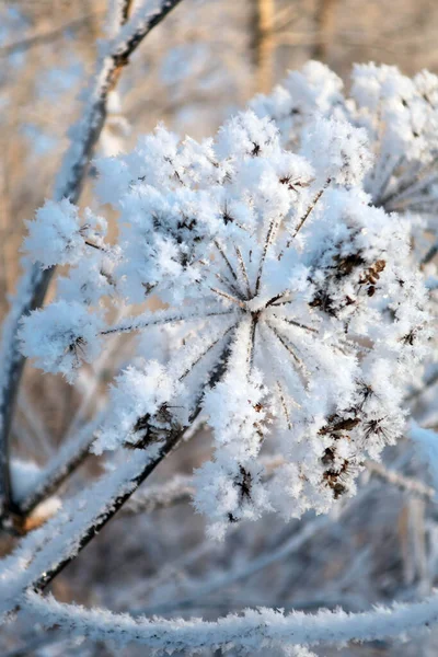 Twig Frost Cover Shallow Dof — Foto Stock