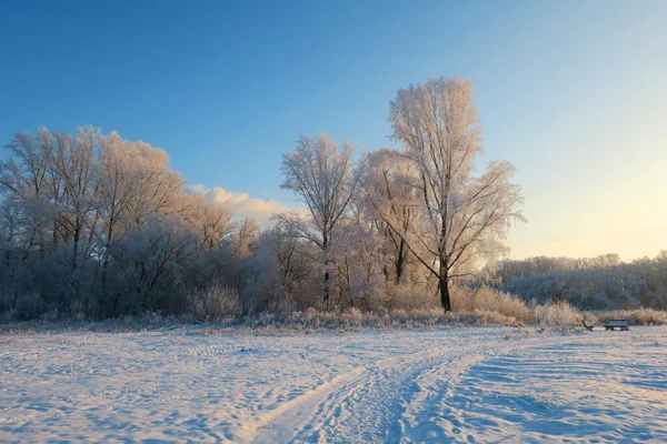 Winter Landscape Park Wit Trees — Stok fotoğraf