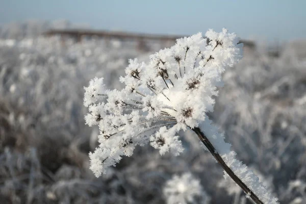 Twig Frost Cover Shallow Dof — 图库照片