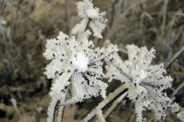 Twig Frost Cover Shallow Dof — Zdjęcie stockowe