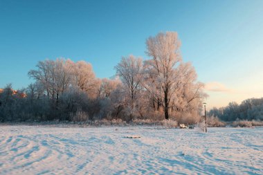 Ağaçlarla kaplı kış manzarası