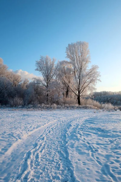 Vinterlandskap Park Med Träd — Stockfoto