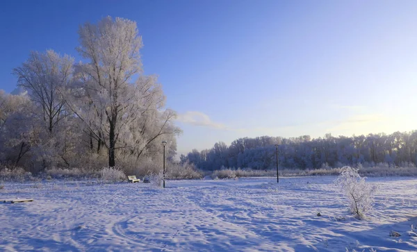 Зимний Пейзаж Парке Деревьями — стоковое фото