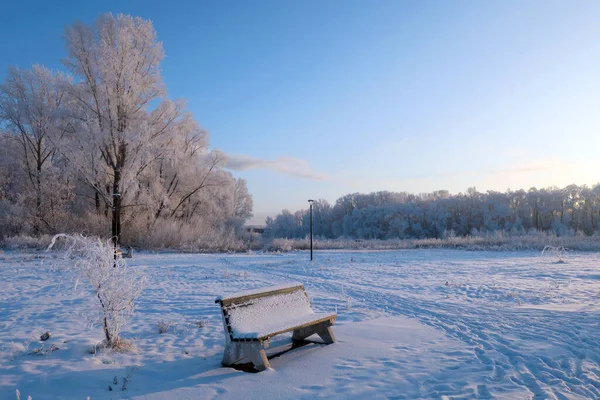 Vinterlandskap Park Med Träd — Stockfoto