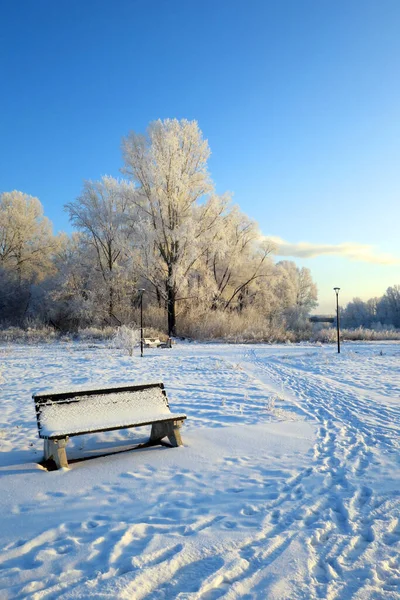 Vinterlandskap Park Med Träd — Stockfoto