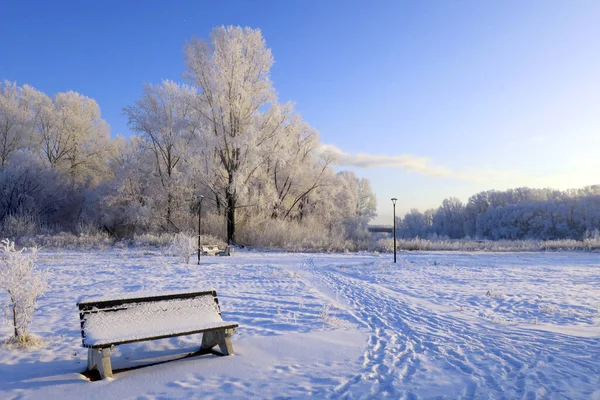木のある公園の冬の風景 — ストック写真