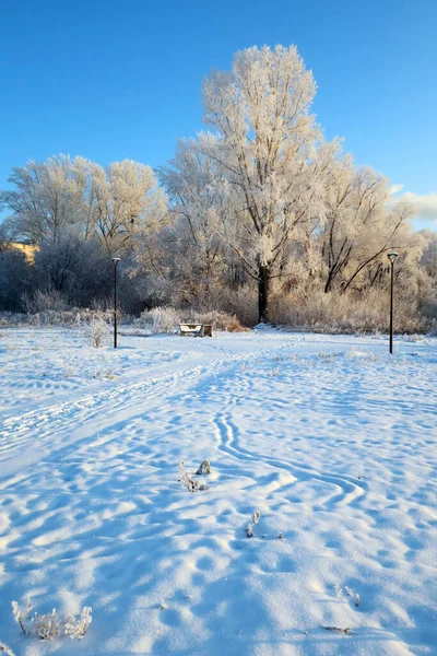 Zimowy Krajobraz Parku Drzewami — Zdjęcie stockowe