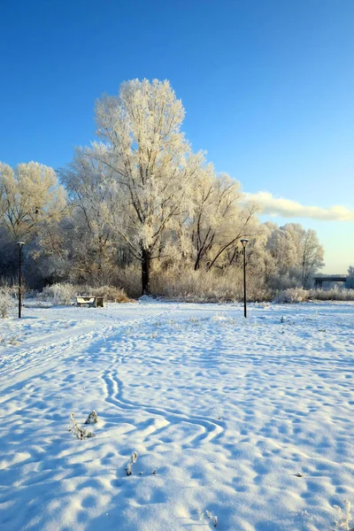 Zimowy Krajobraz Parku Drzewami — Zdjęcie stockowe