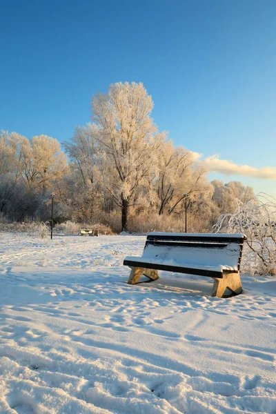 Paesaggio Invernale Parco Con Alberi — Foto Stock