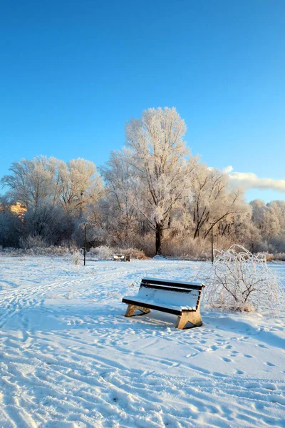 Zimní Krajina Parku Stromy — Stock fotografie